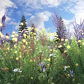 Colorful Flowers and Plants in Meadow With Yellow Purple Blooms and Blue Sky