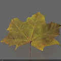 Yellow Green Maple Leaf With Visible Veins Red Petiole On Blue Background Casting Shadow 3d model