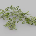 Fresh Parsley Herb Also Known as French Parsley Used in Aromatic Culinary Dishes