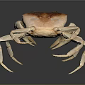Detailed 3D Rendering of Crab with Brown Carapace and Long Legs