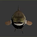 Realistic Brown And Orange Fish With Open Mouth Fins And Tail On Dark Background