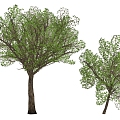 Tree 3d model