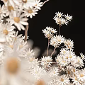Elegant Glass Vase With Natural Branches And White Flowers For Home Decor