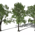 Modern Trees Landscape Trees Arbor Garden Trees Street Trees 3d model