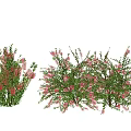 Decorative Shrubs With Green Leaves And Red Flowers For Home Decoration