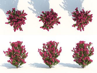 Modern shrubs 3d model