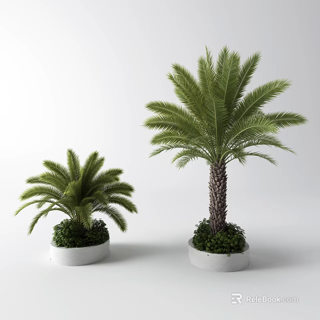 Two Palm Trees In White Planters With Green Foliage Large And Small Sizes 3d model 