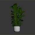 Lush Green Fiddle Leaf Fig Plant In White Ceramic Pot For Home Decor