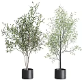 Different Types of Bonsai Potted Plants with Green Leaves in Black Pots
