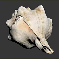 White Conch Shell With Intricate Spiral Texture And Coral Pink Interior On Dark Reflective Surface