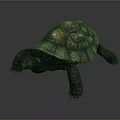 Realistic Detailed Dark Colored Turtle With Patterned Shell On Gray Background