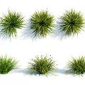 Various Lush Green Grass Plants With Natural Shapes And Detailed Foliage