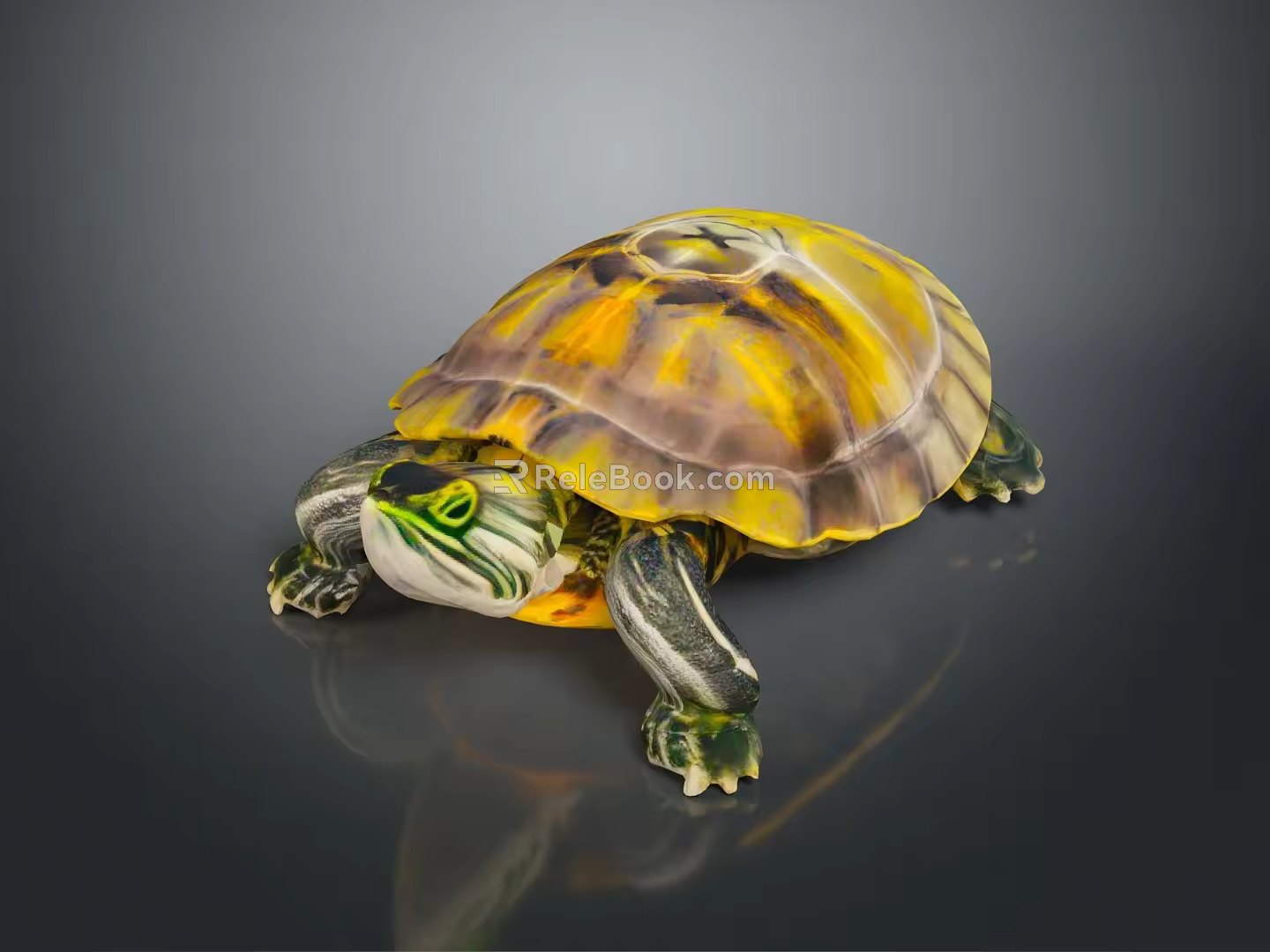 Turtle Cartoon Turtle Snapping Turtle Chickbill Turtle Reptile Cold Blooded Animal Reptile Class 3d model