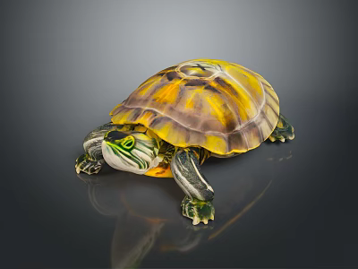 Vibrant Reptile Turtle Featuring Yellow Orange Shell And Green Head On Shiny Dark Surface 3d model