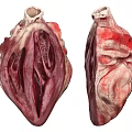Human Chest Organ Heart Anatomical Structure With Cross Section And External Views