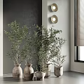 Indoor Bonsai Potted Plants With Green Leaves In Terracotta Pots Near Window And Round Lights
