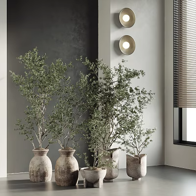 Indoor Bonsai Potted Plants With Green Leaves In Terracotta Pots Near Window And Round Lights 3d model