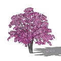 Lush Purple Flowering Tree With Dark Trunk And Natural Shadow Effect