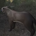 Ike mammoth badger animal 3d model