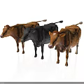 Three Cows Standing On White Background With Brown Black And White Spotted Colors