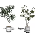Bonsai Potted Trees In White Ceramic Pots With Green Foliage For Indoor Decor