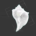 Marine Animal Conch Shell With Natural Spiral Structure And Brown White Pattern