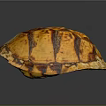 Shiny Orange Brown Tortoise Shell With Detailed Patterned Texture On Dark Background