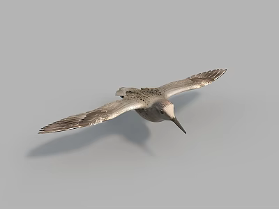 Flying Bird With Outstretched Wings Grey Plumage And Slender Beak Against Sky 3d model