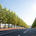 Lined Street Trees As Plant Combination With Green Foliage Along Urban Road In Sunlight