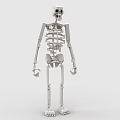 Educational Building Blocks Human Skeleton Model With Posable Joints And Detailed Structure 3d model