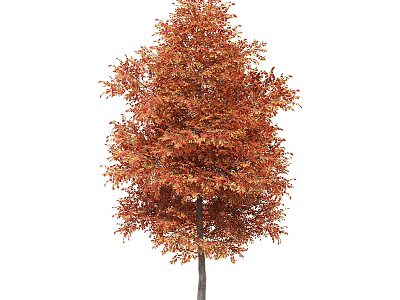 Tall Autumn Arbor With Vibrant Red Orange Leaves And Dense Foliage 3d model