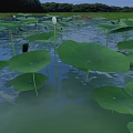 Lush Green Lotus Leaves With White Flowers Floating On Pond Water