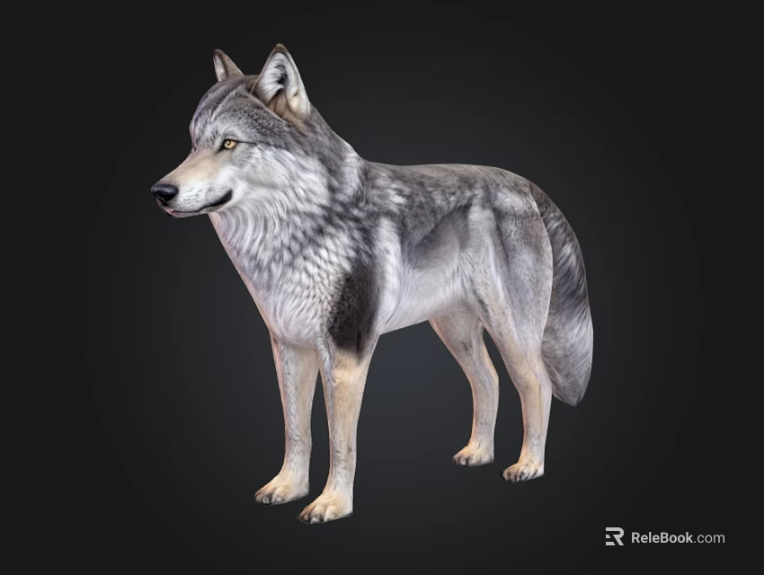 Detailed Realistic Wolf 3D Model With Gray Fur And Lifelike Features 3d model 