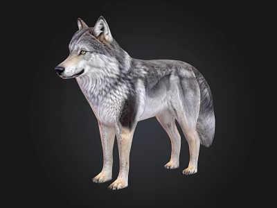Detailed Realistic Wolf 3D Model With Gray Fur And Lifelike Features 3d model