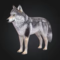 Detailed Realistic Wolf 3D Model With Gray Fur And Lifelike Features