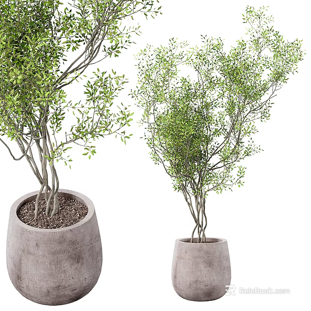 Green Leafy Bonsai Plants in Concrete Pots with Slender Branches and Fresh Foliage 3d model 