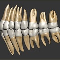 Modern tooth root 3d model