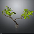 Green Leafy Plant With Brown Branches In Gray Pot For Indoor Decor