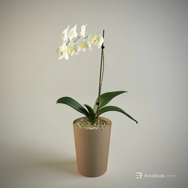 White Orchid Potted Bonsai Plant With Green Leaves In Terracotta Pot 3d model 