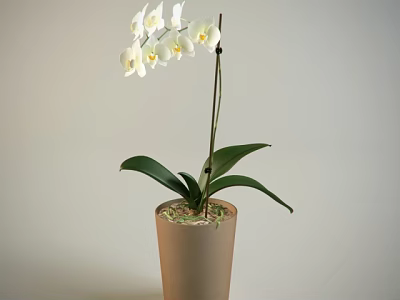 White Orchid Potted Bonsai Plant With Green Leaves In Terracotta Pot 3d model