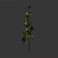 Green Vine Plant with Yellow Small Flowers Green Leaves and Bean Pods