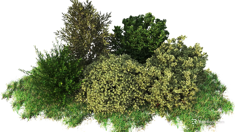 Shrub Varieties for Garden Landscaping With Evergreen Foliage and Flowering Blooms 3d model 