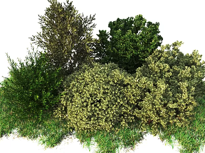 Shrub Varieties for Garden Landscaping With Evergreen Foliage and Flowering Blooms 3d model