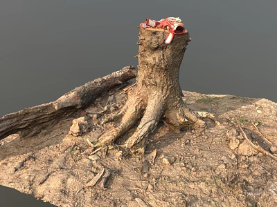 Arbor Tree Stump With Exposed Roots In Natural Soil And Surrounding Dry Branches 3d model