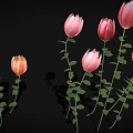 Colorful Tulips With Pink Yellow Orange Petals Green Stems And Leaves On Black Background