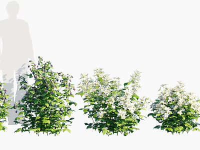 Flowering Shrubs With Green Leaves And White Blossoms For Garden Landscape 3d model