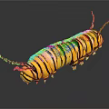 Yellow and Black Striped Caterpillar With Antennae on Shiny Surface