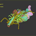 3D Rendered Human Heart Organ Model With Red Blue Blood Vessels Transparent Structure