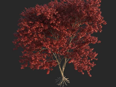 Red Leaf Arbor with Lush Canopy Vibrant Foliage and Exposed Roots 3d model