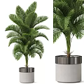 Tropical Green Potted Plant With Large Fronds In Silver Rim White Metal Planter
